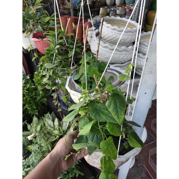 cây sương sâm lá trơn sương sâm lông lá sương sâm làm thạch sương sâm Tiliacora triandra