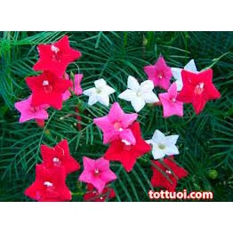 ( SIÊU RẺ ) Hạt giống hoa tóc tiên leo ( hoa sao) nhiều màu 20 hạt