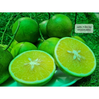 Cam xoàn miền tây