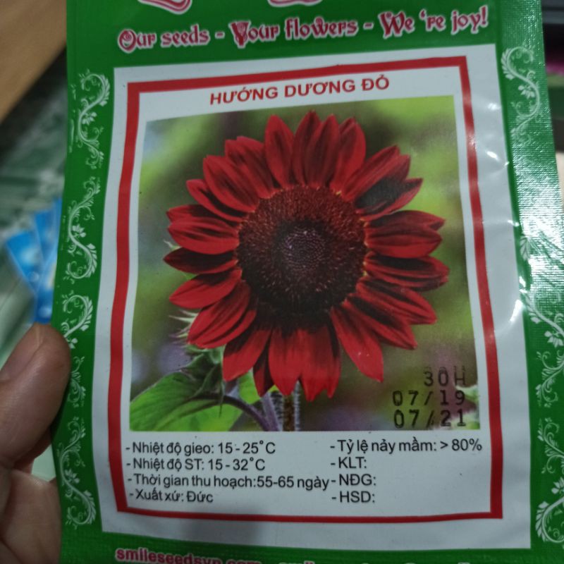 Hạt giống hoa hướng dương đỏ