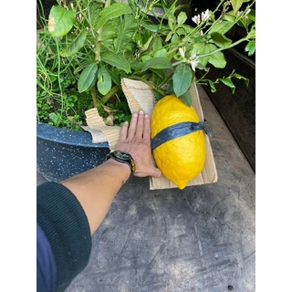 Cây 🌲 Chanh 🍋  vàng ( giống úc ) đang trái
