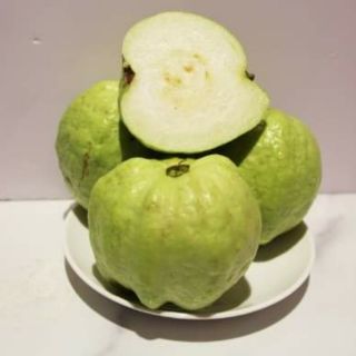 Ổi Nữ Hoàng... đang trái