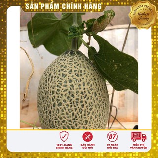 Hạt Giống Dưa Lưới OVal Xanh F1 - 10 hạt