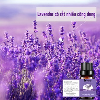 Tinh dầu Lavender Avenus chai 10ml