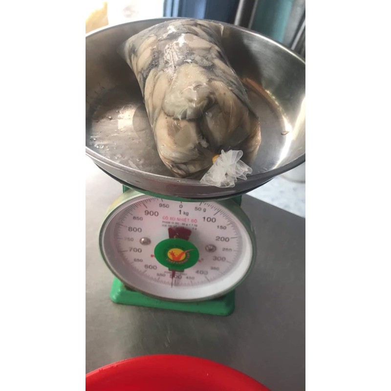 Hàu sữa tách vỏ tươi ngon bịch 500g (giao hỏa tốc TPHCM)