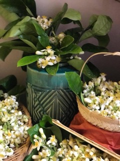Nước cất hoa bưởi Pomely