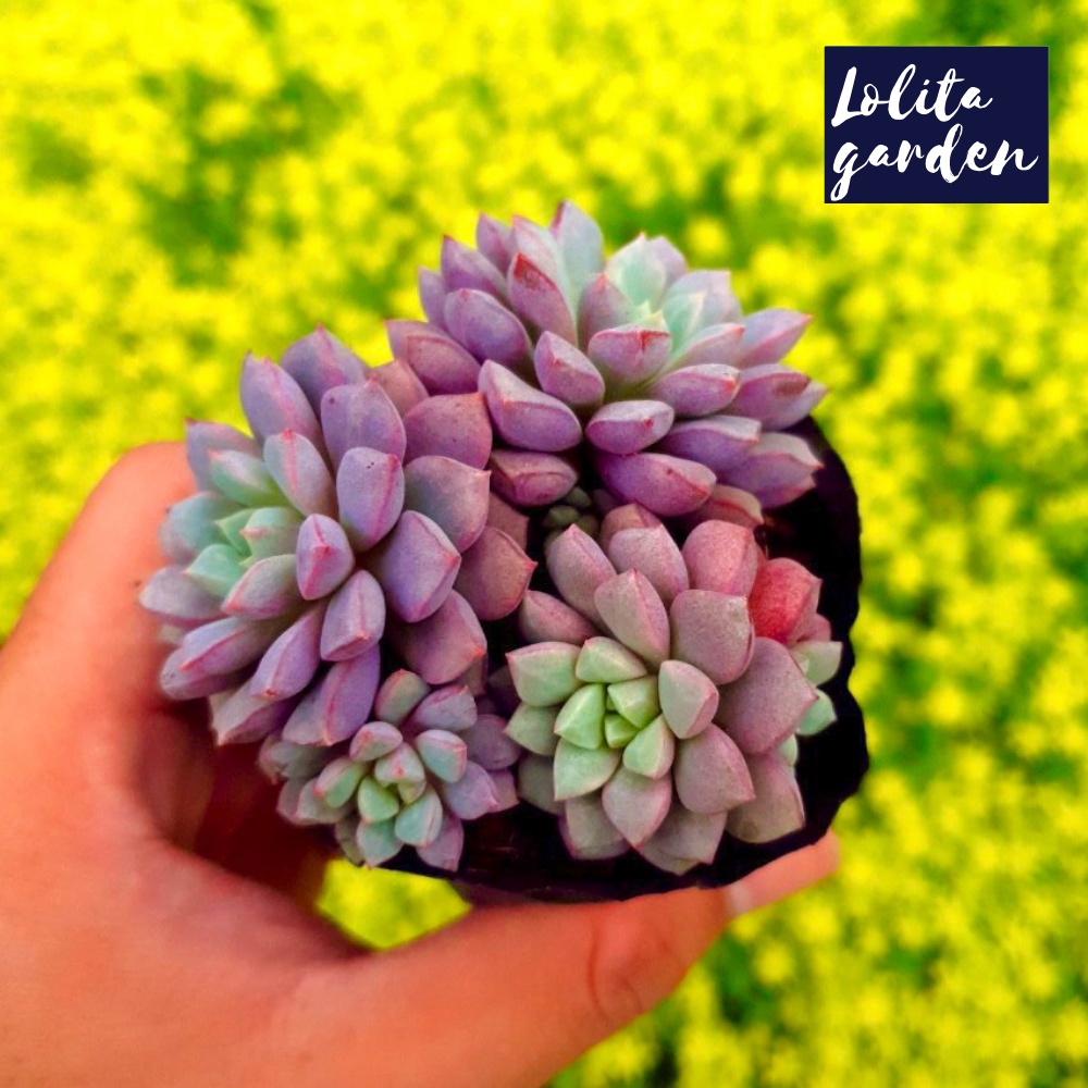 Sen đá kim cương tím Đà Lạt size bé cây cảnh trang trí nhà cửa Lolita garden