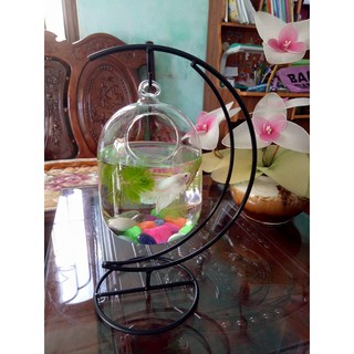 Bể cá mini cung trăng 18 ( Tặng kèm phụ kiện trang trí )