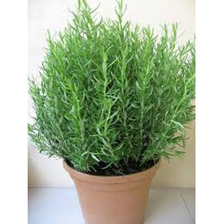 Hạt giống cây Hương thảo
