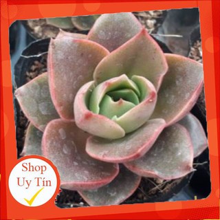 Sen đá hoa hồng đen mới🍏 |FREESHIP| 🔥 XỨ NÓNG, ĐÃ THUẦN KHÍ HẬU, KHOẺ ĐẸP 🍏 LỖI 1 ĐỔI 1
