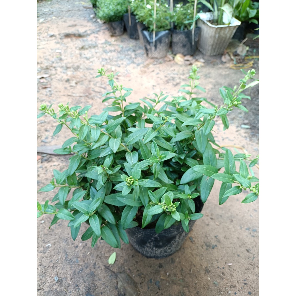 Cây kim ngân hoa chưa hoa