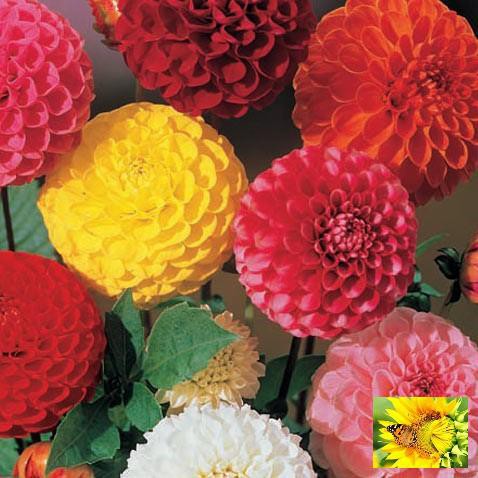 GÓI 20 HẠT GIỐNG HOA THƯỢC DƯỢC MIX