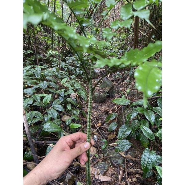 dương xỉ vua( trồng trang trí - củ giống)