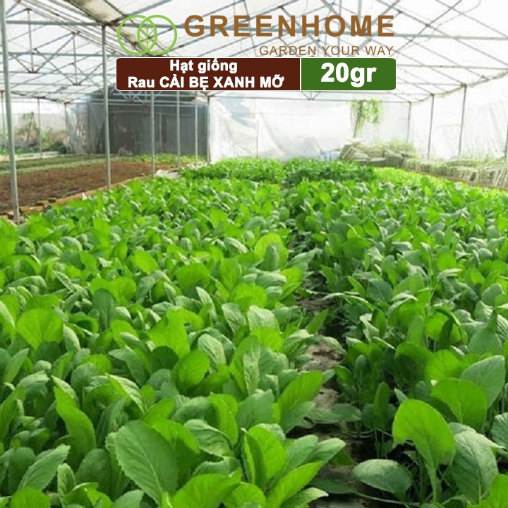 Hạt giống rau Cải bẹ xanh mỡ Greenhome, gói 20g, dễ trồng, thu hoạch nhanh R04