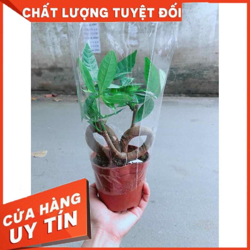 Chậu kim ngân nơ Nhiều Người Mua