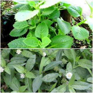 chậu cây húng chanh hoặc chậu cây nhọ nồi.