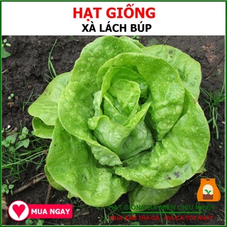 Hạt Giống Xà Lách Búp UFO 5 Gram