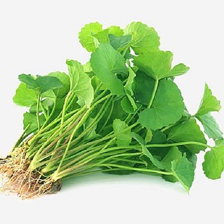 1GR - HẠT GIỐNG RAU MÁ LÁ NHỎ