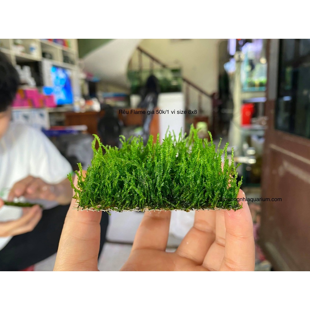 Rêu lửa thuỷ sinh