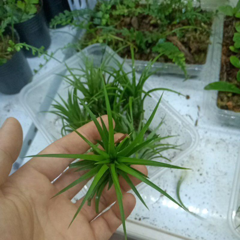 Không khí trang trí tiểu cảnh, terrarium, bán cạn...