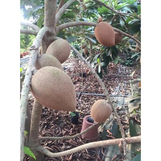 Hồng Xiêm Xoài