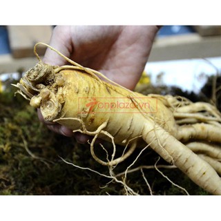 Nhân Sâm Tươi Hàn Quốc 8 củ/kg