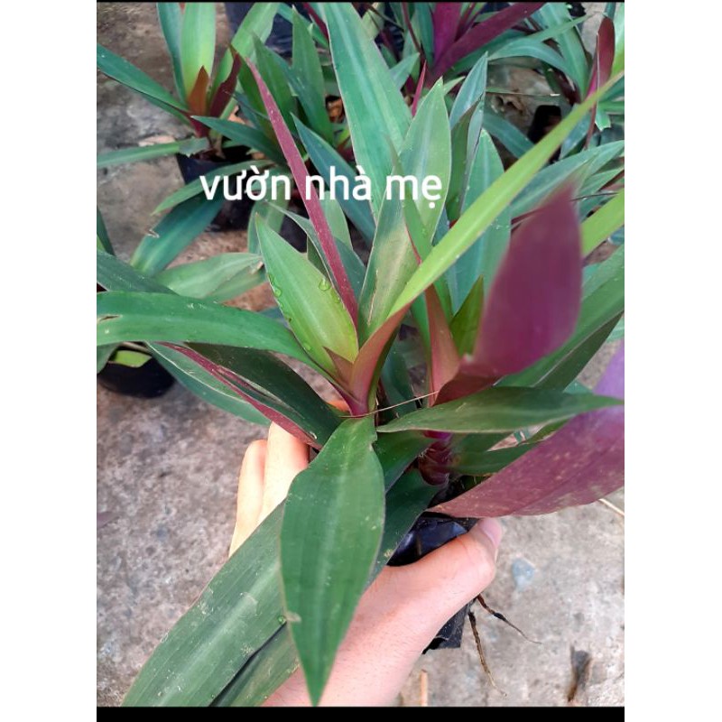 Cây lẻ bạn trồng kiểng