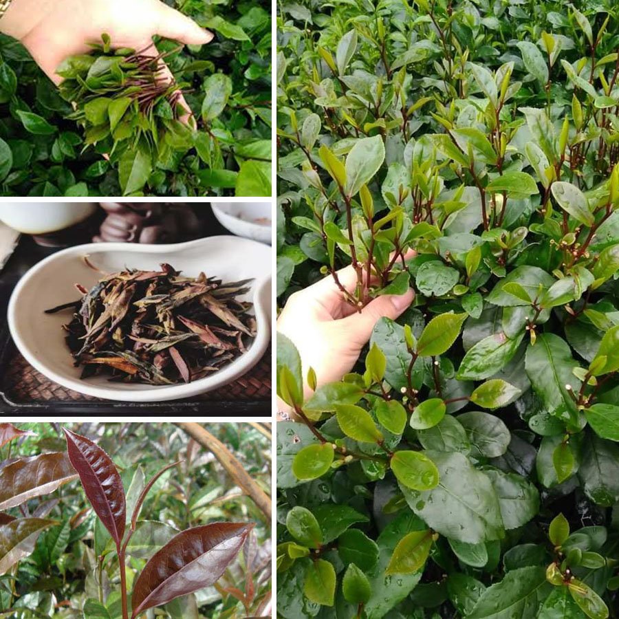 CHÈ XANH, CHÈ TÍM