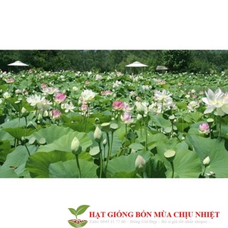 GÓI 5 HẠT GIỐNG SEN TA( SEN HỒNG VN)