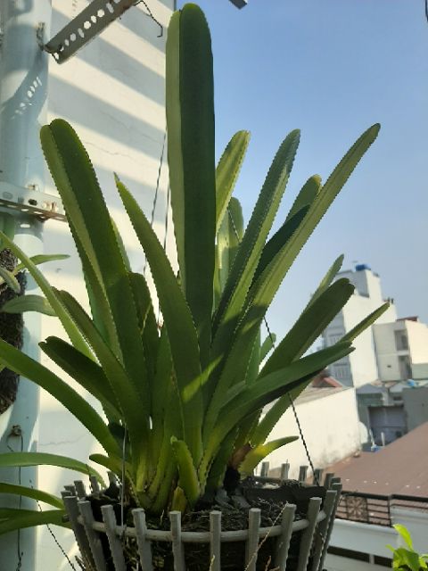 Địa Lan kiếm Tiên Vũ