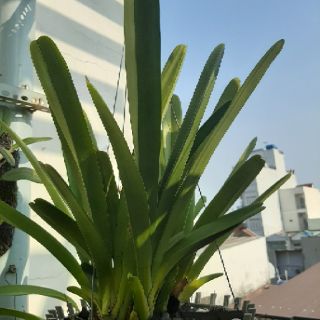 kiếm Tiên Vũ ( hoa sx)