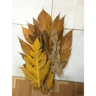 100g lá sakê tươi - khô nấu trà