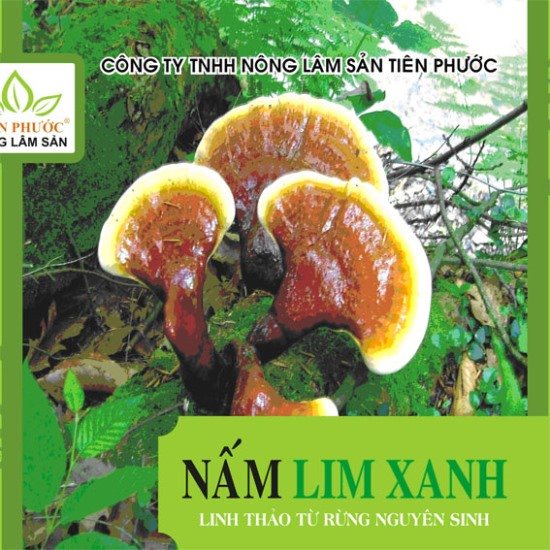 Nấm Lim Xanh Tiên Phước Quảng Nam