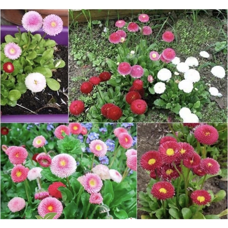 Hạt Giống Cúc Anh Siêu Lùn 15cm Kép Mix | SL: 100 HẠT