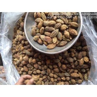Kha tử - Giúp Sạch Phổi - Trừ Ho - Khản Tiếng 100g