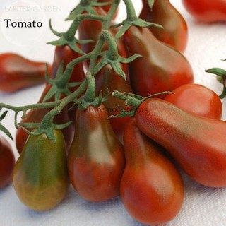 Hạt giống cà chua bi hồ lô sôcôla