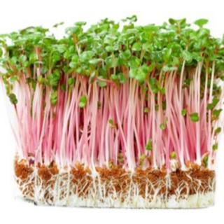 10gr hạt giống rau mầm củ cải đỏ , loại ngon , nhiều dinh dưỡng