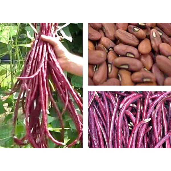 10 Gram Hạt Giống Đậu Đũa Dài  MàuTím Năng Suất Cao