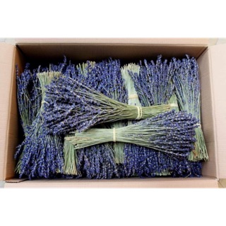 Combo sỉ hoa lavender thỏ ngọc