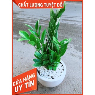 Chậu Kim Tiền