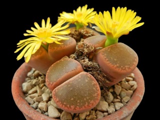 [SALE] Lithops - Sen mông siêu đáng yêu