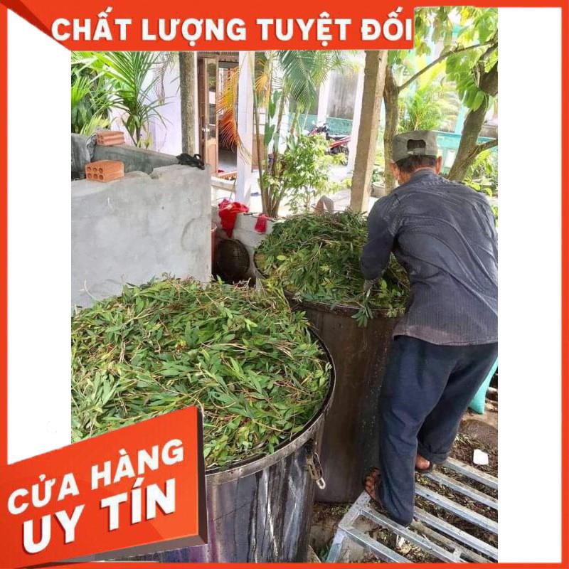 Dầu tràm Huế chai 100ml thương hiệu Phước Quảng