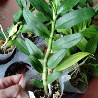 Hoa phong lan phi điệp 5 cánh trắng
