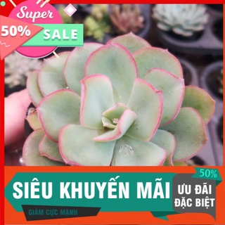 Sen bèo hồng