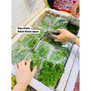 Cây thủy sinh - Cây rau thơm BKA