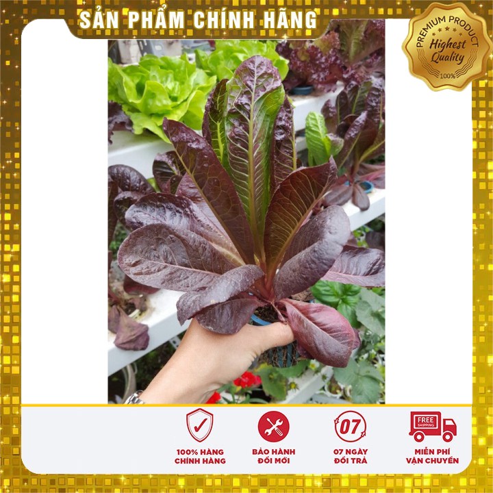 Hạt giống xà lách romaiin đỏ - 0.2gr