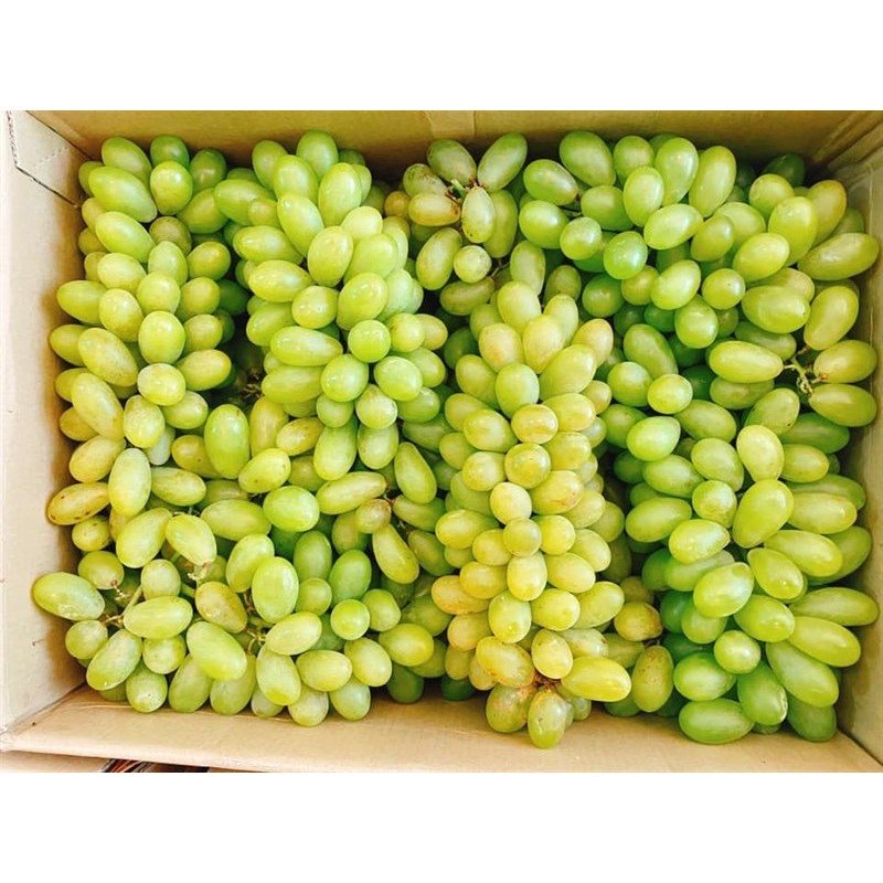 1 Kg NHO XANH PHAN RANG NINH THUẬN GIÒN NGỌT