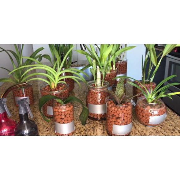 Đất sét nung POPPER 1 lít - trồng sen đá, xương rồng, thủy canh, phủ trang trí chống bay bụi rất đẹp