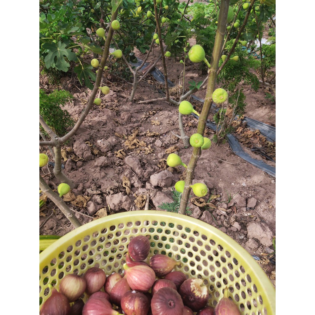 Combo 2 Cây sung mỹ giống chuẩn Brown Turkey