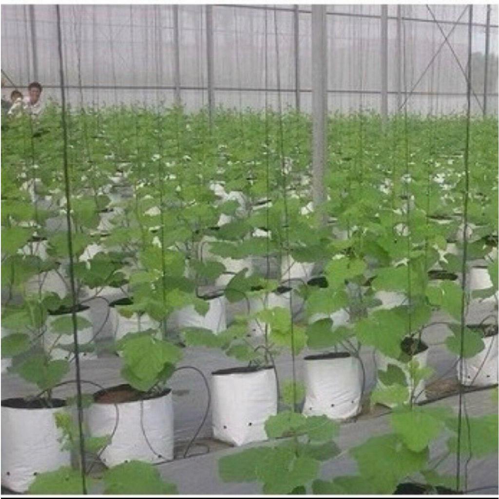 TÚI PE TRỒNG DƯA LƯỚI ,DƯA LEO, CÀ CHUA...(LƯỚI CHE NẮNG, DÂY LÀM GIÀN LEO, BẠT PHỦ NGĂN CỎ...)